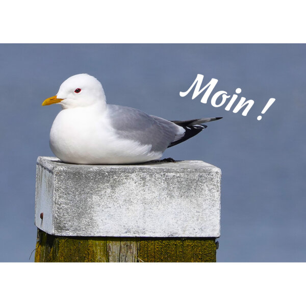 Magnet - Moin!