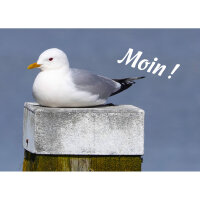 Magnet - Moin!
