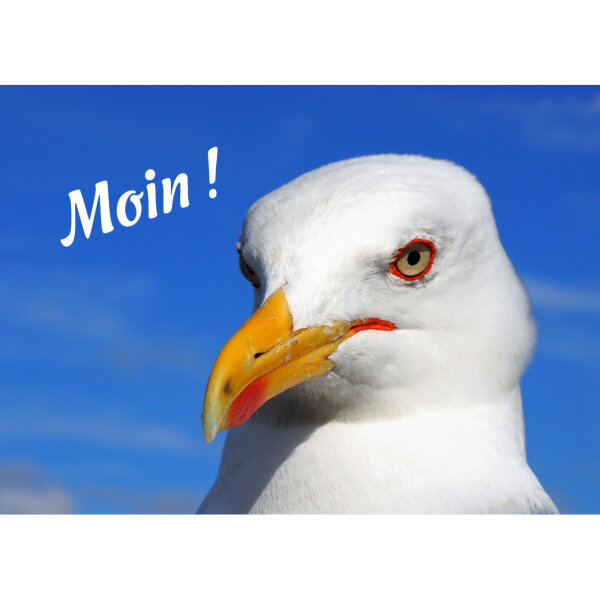 Magnet - Möwe Moin!