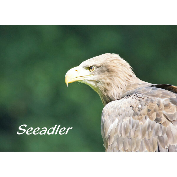 Magnet - Seeadler