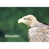 Magnet - Seeadler
