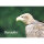 Magnet - Seeadler