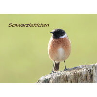 Magnet - Schwarzkehlchen