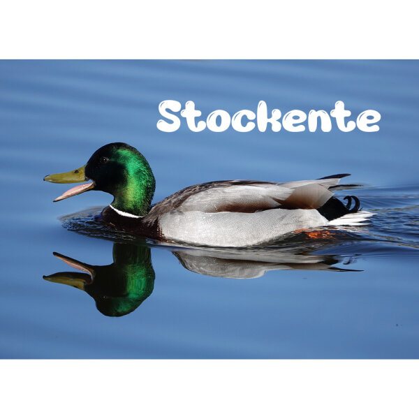 Magnet - Stockente