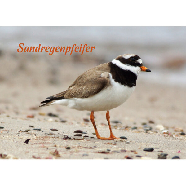 Magnet - Sandregenpfeifer