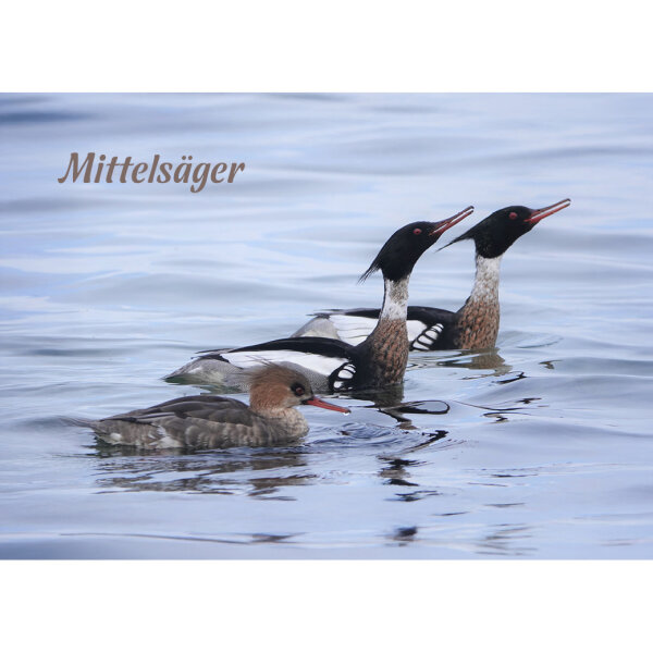 Magnet - Mittelsäger