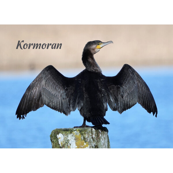Magnet - Kormoran
