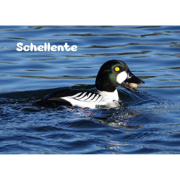 Magnet - Schellente