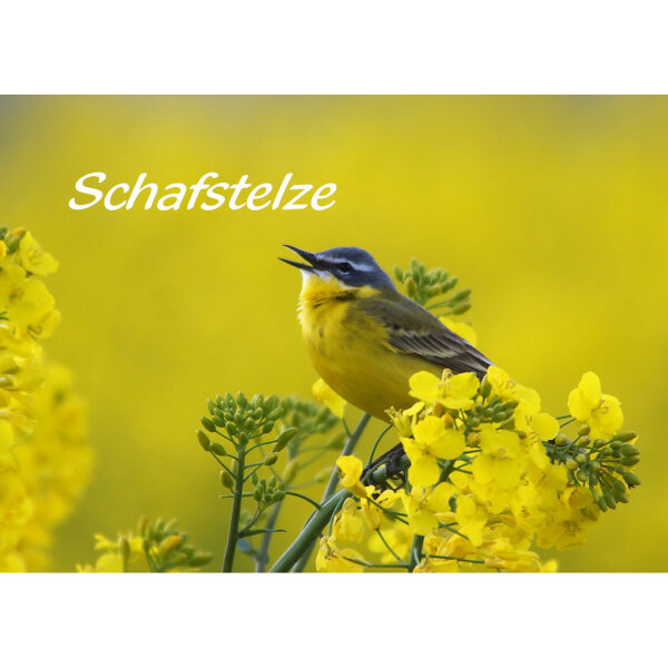 Magnet - Schafstelze