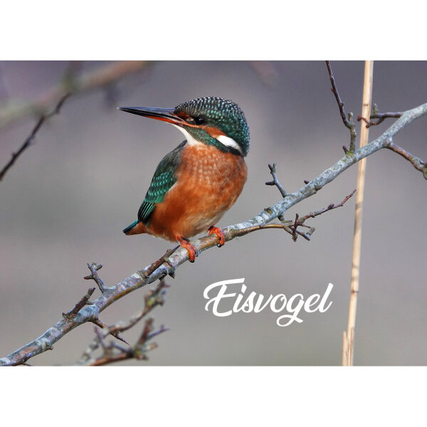 Magnet - Eisvogel