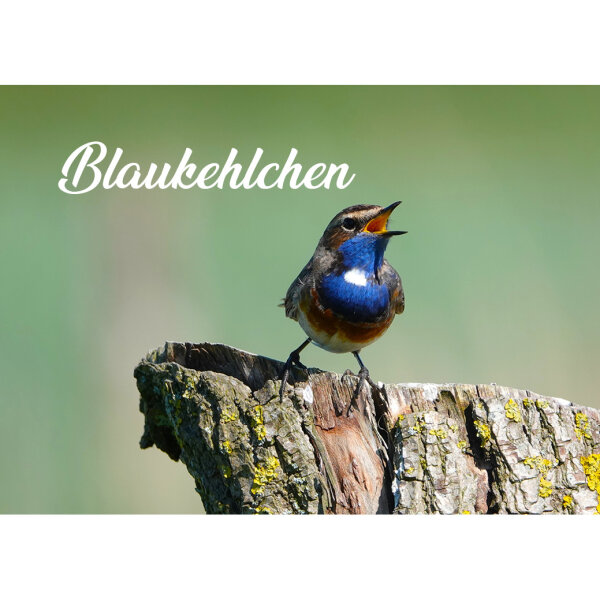Magnet - Blaukehlchen