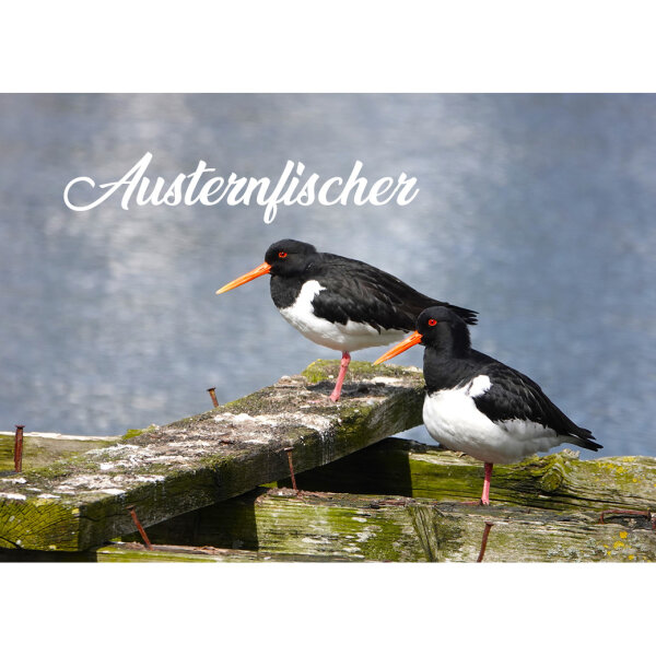 Kühlschrank Magnet - Austernfischer