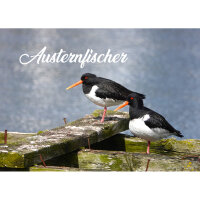 Magnet - Austernfischer